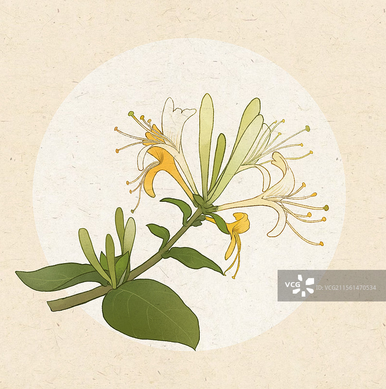 金银花图片素材