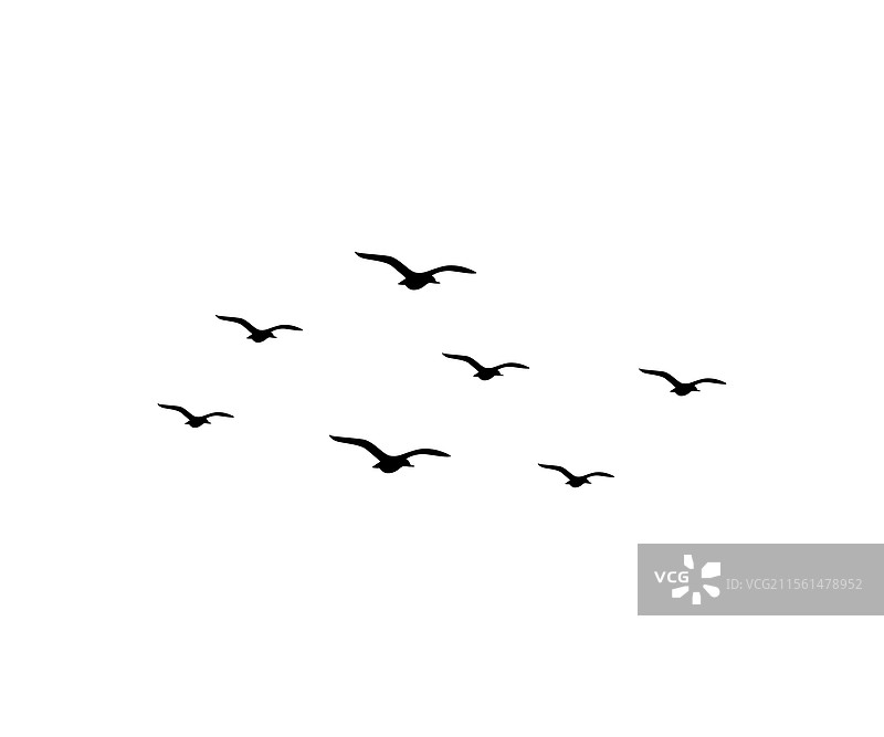 简单的鸟儿在飞翔图片素材