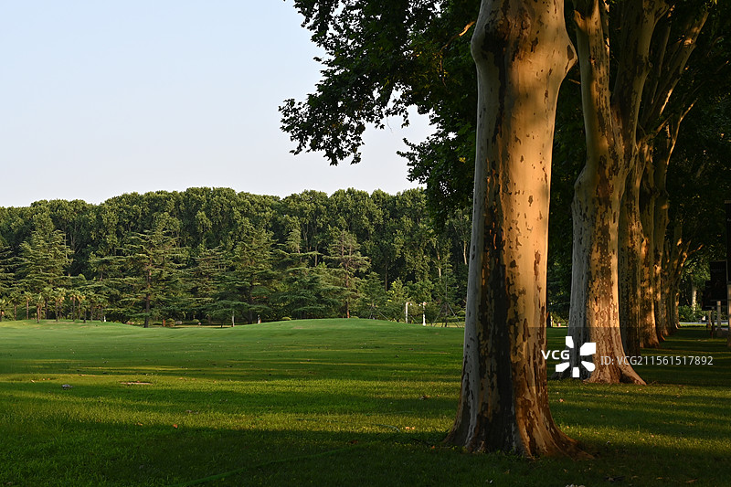 黄河迎宾馆草坪上的大树图片素材