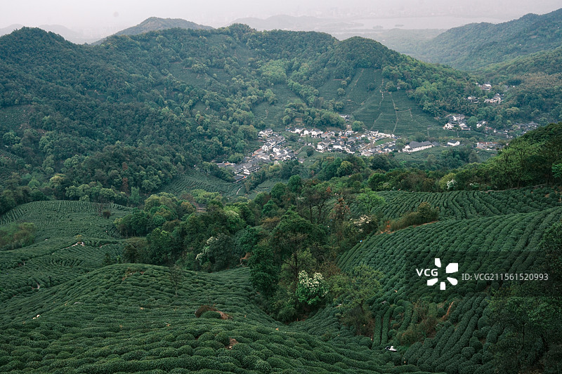 春日烟雨朦胧  采茶-摄于杭州十里锒铛图片素材