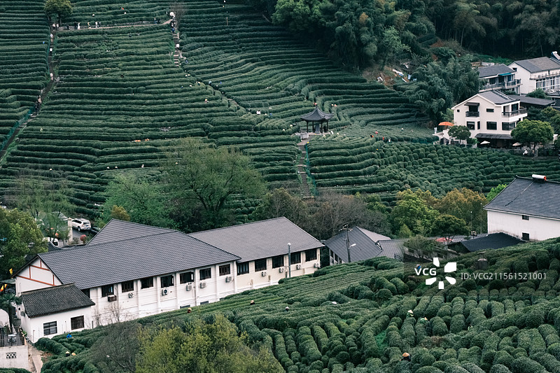 春日烟雨朦胧  采茶-摄于杭州十里锒铛图片素材