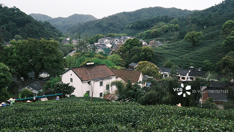 春日烟雨朦胧  采茶-摄于杭州十里锒铛图片素材
