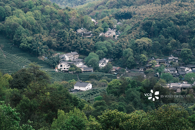 春日烟雨朦胧  采茶-摄于杭州十里锒铛图片素材