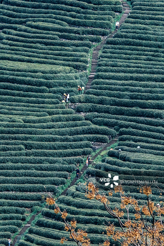 春日烟雨朦胧  采茶-摄于杭州十里锒铛图片素材