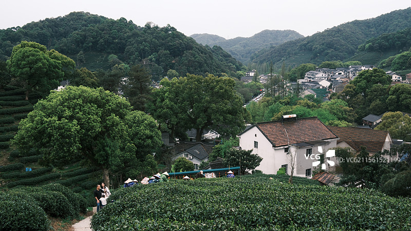 春日烟雨朦胧  采茶-摄于杭州十里锒铛图片素材