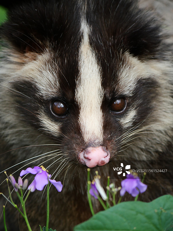呆萌大眼睛的果子狸图片素材