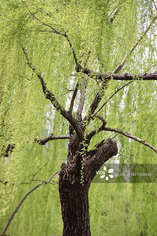 春天微风斜柳图片素材
