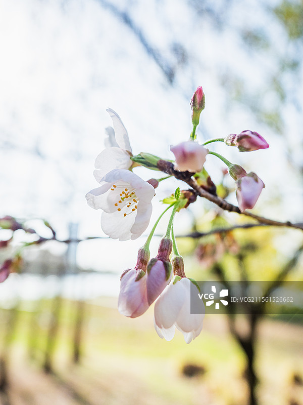 金城湾公园的樱花图片素材