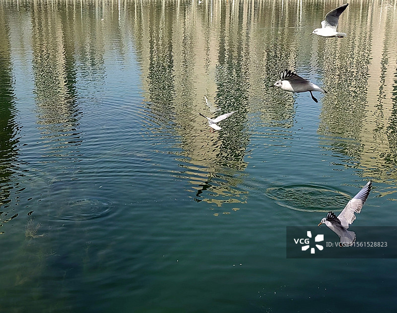 梦幻家园——拍摄于呼和浩特赛罕区图片素材