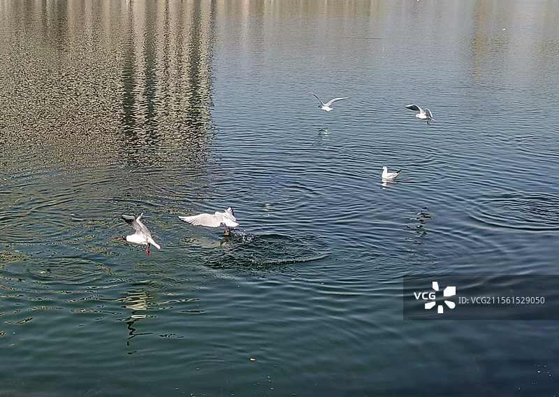 梦幻家园——拍摄于呼和浩特赛罕区图片素材