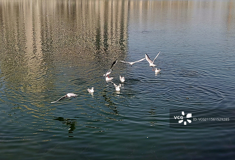 梦幻家园——拍摄于呼和浩特赛罕区图片素材