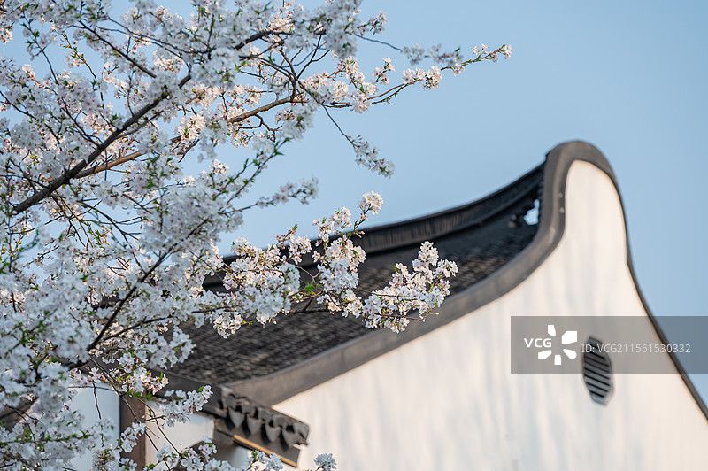 上海嘉定州桥老街樱花风景图片素材