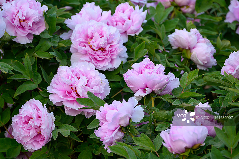 春天洛阳盛开的国色天香粉色牡丹花蓝田玉图片素材