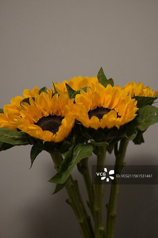 多头玫瑰图片素材