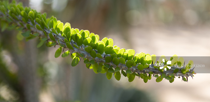 亚龙木的叶子图片素材