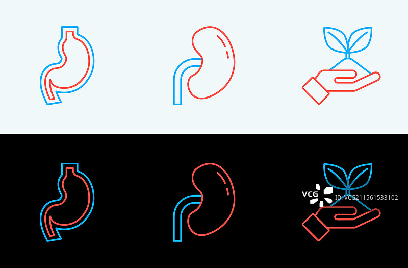 手握植物线条，展示人类的胃和肾脏图片素材
