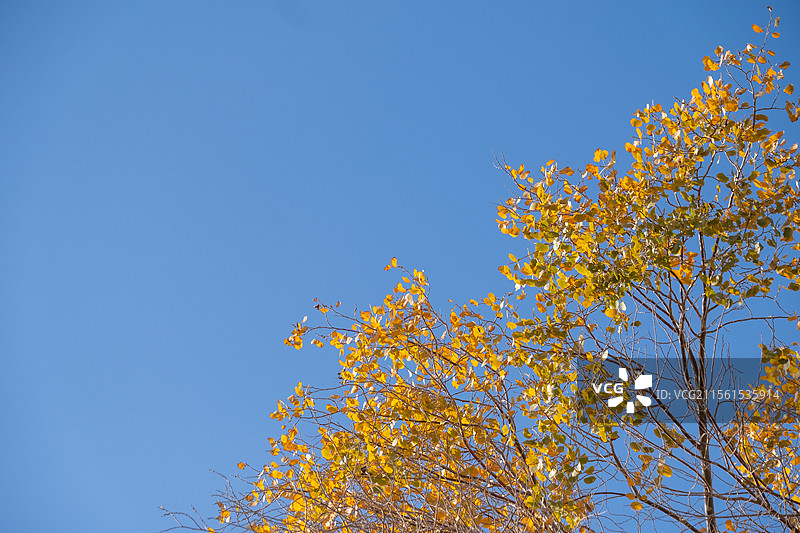 胡杨与蓝天图片素材