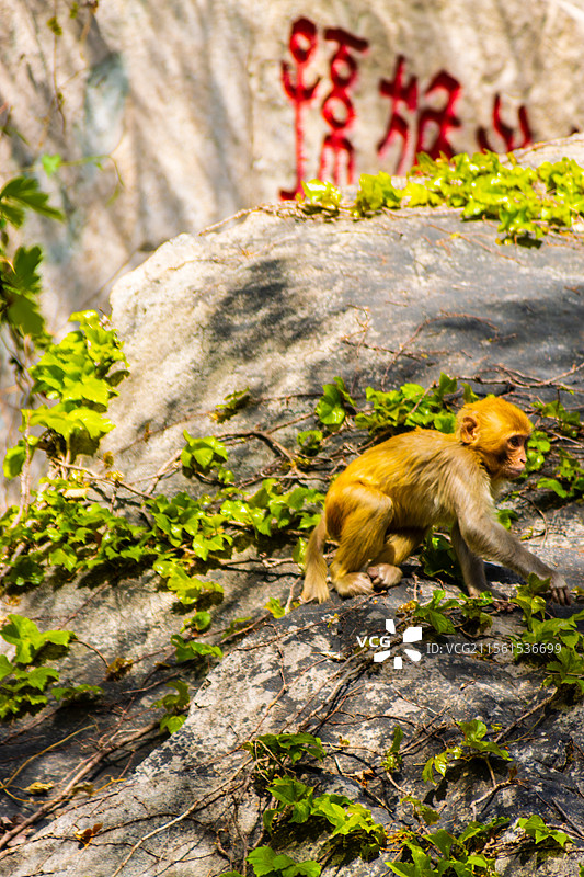 连云港花果山的猴子图片素材