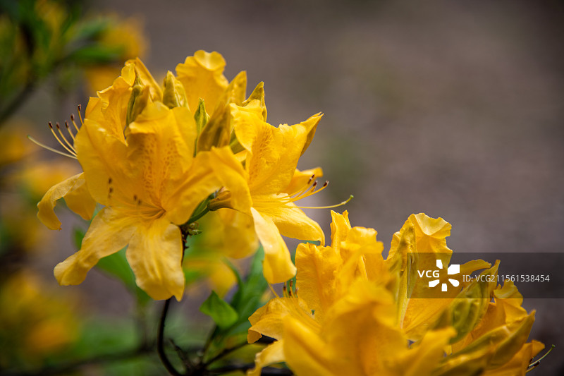 黄踯躅图片素材