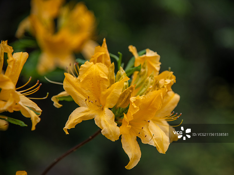 黄踯躅图片素材