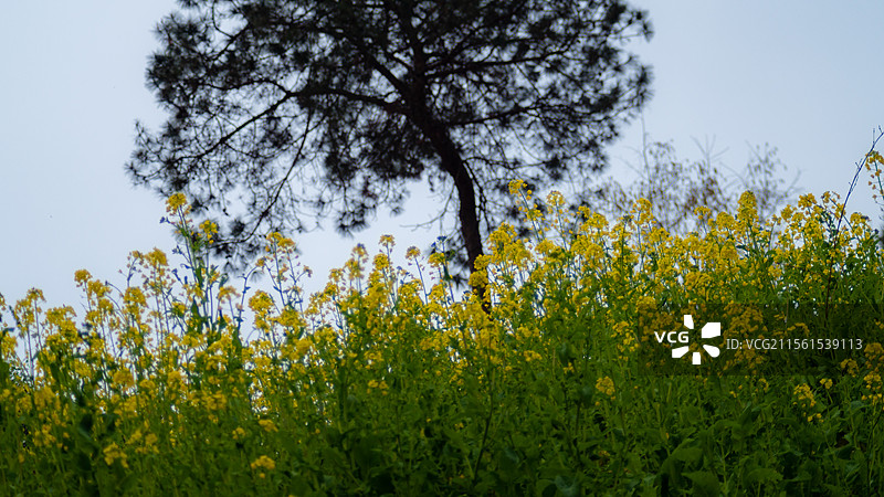 油菜花与大树图片素材