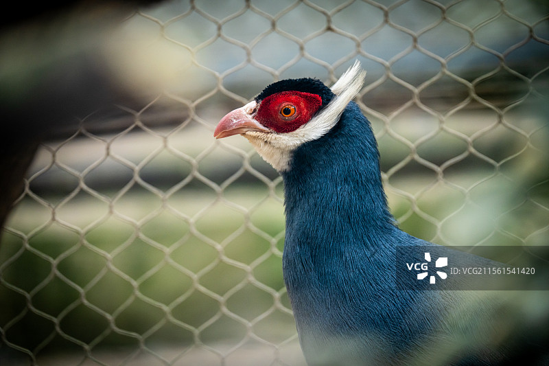 蓝马鸡的特写图片素材