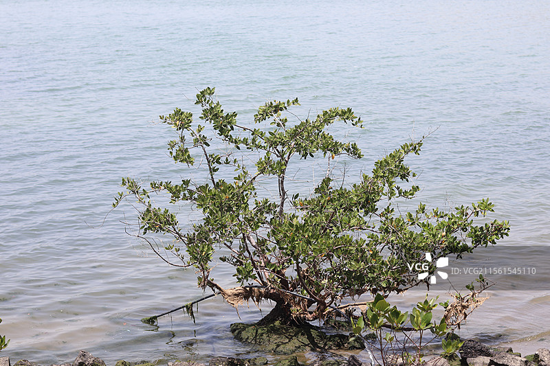海口假日海滩度假区图片素材
