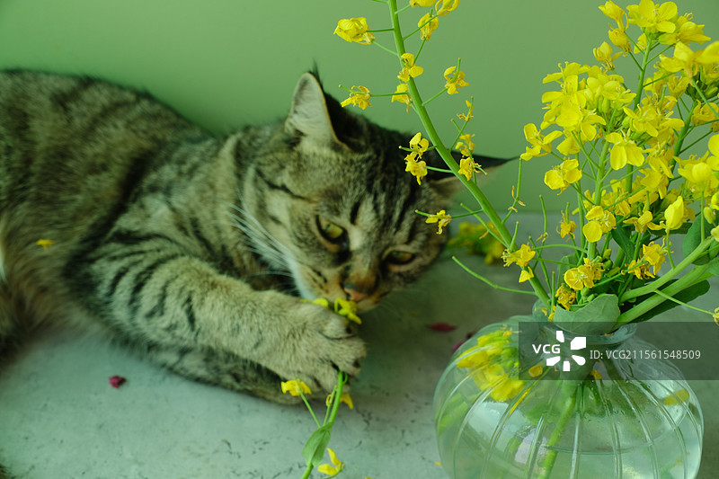 春天。闻油菜花的狸花猫肖像特写。室内影棚。田园风格图片素材