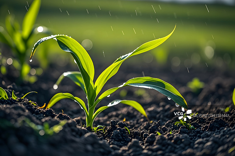 雨中嫩绿的新生植物幼苗图片素材