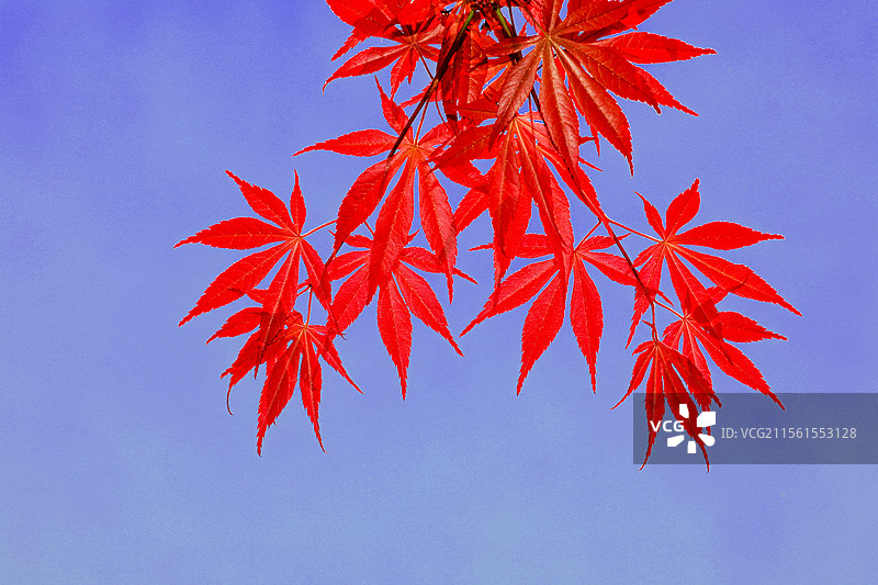 红枫叶图片素材