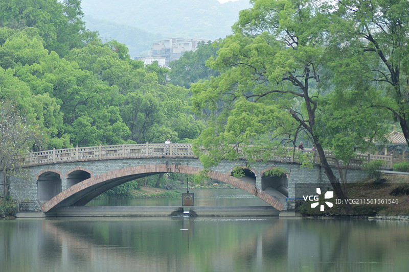 常见中药材-铁冬青的绿色雌雄花图片素材