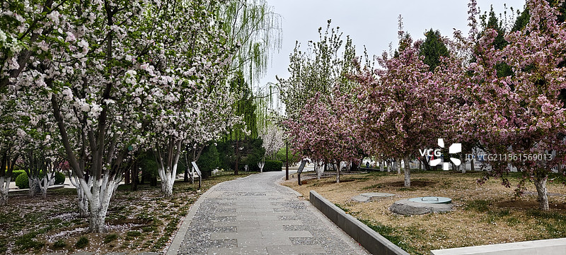 元大都城垣遗址公园～海棠花溪图片素材