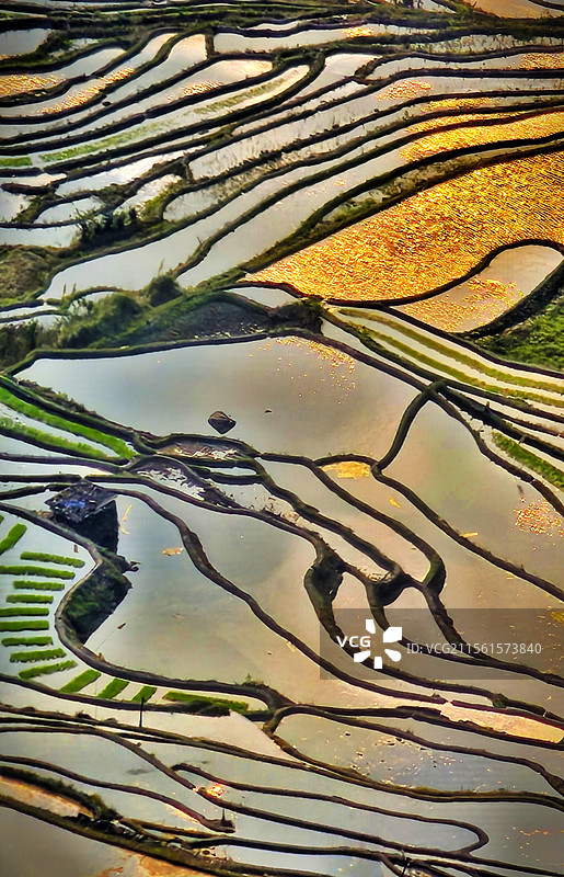夕阳下的元阳老虎嘴梯田图片素材