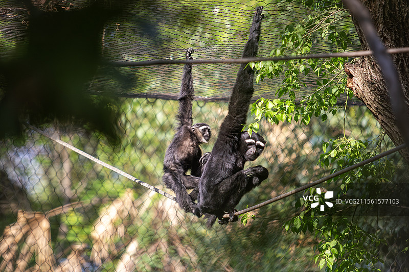 南京红山动物园的高黎贡白眉长臂猿（天行长臂猿，国家一级保护动物）图片素材