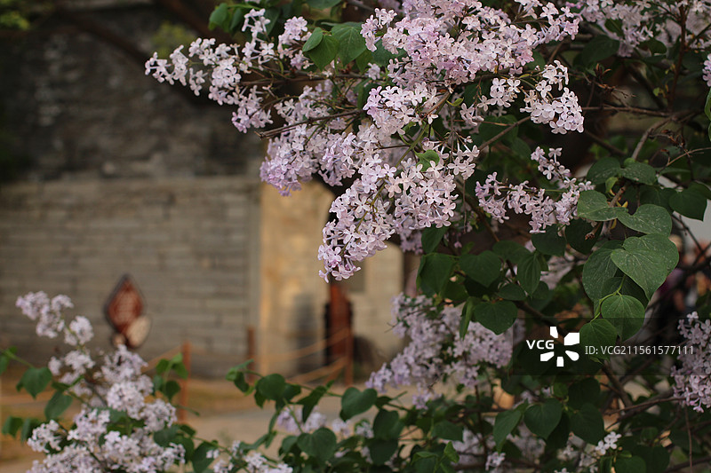 青州偶园的丁香花开图片素材