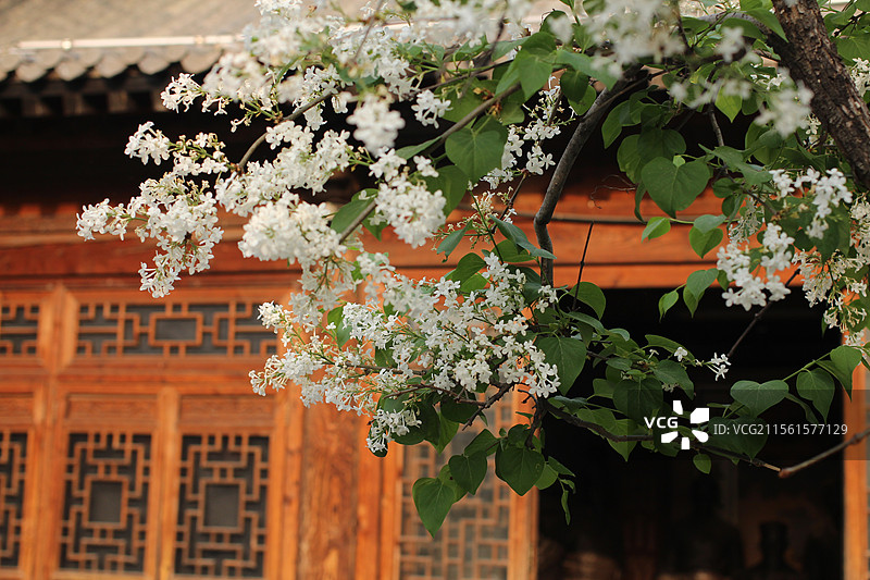 青州偶园的丁香花开图片素材