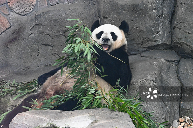 南京红山森林动物园大熊猫图片素材