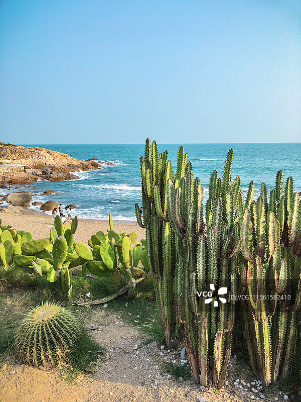 惠州海龟岛海边的仙人掌自然风光图片素材