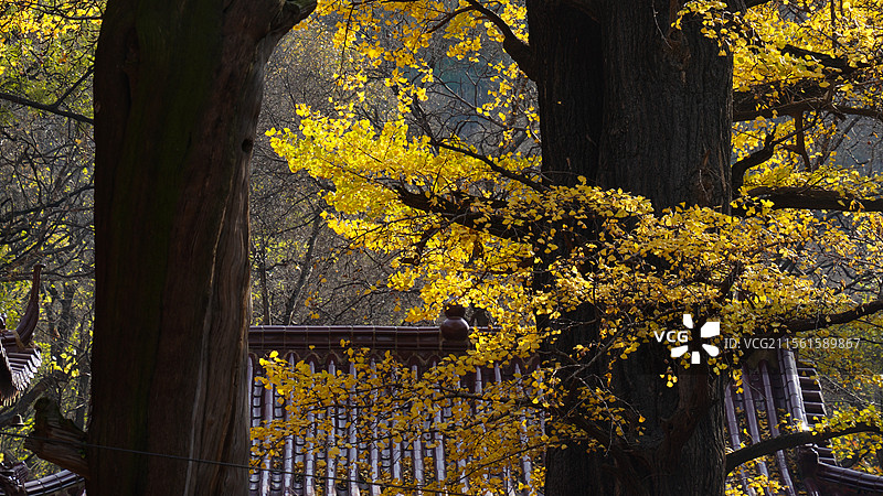 秋天萧县天门寺的银杏图片素材
