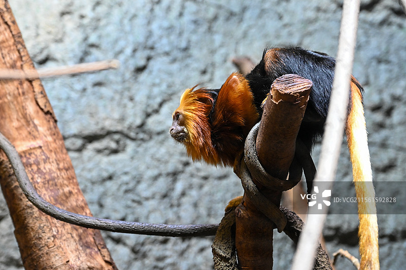 南京红山森林动物园金头狮面狨图片素材