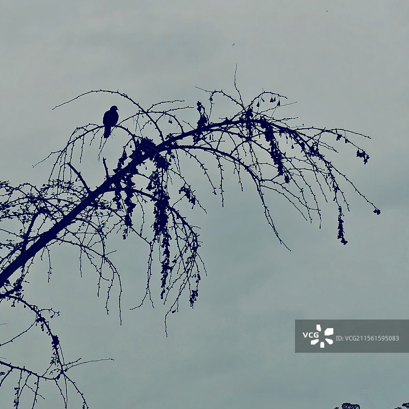 树鸦剪影图片素材