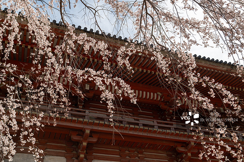 日本京都醍醐寺樱花盛放图片素材