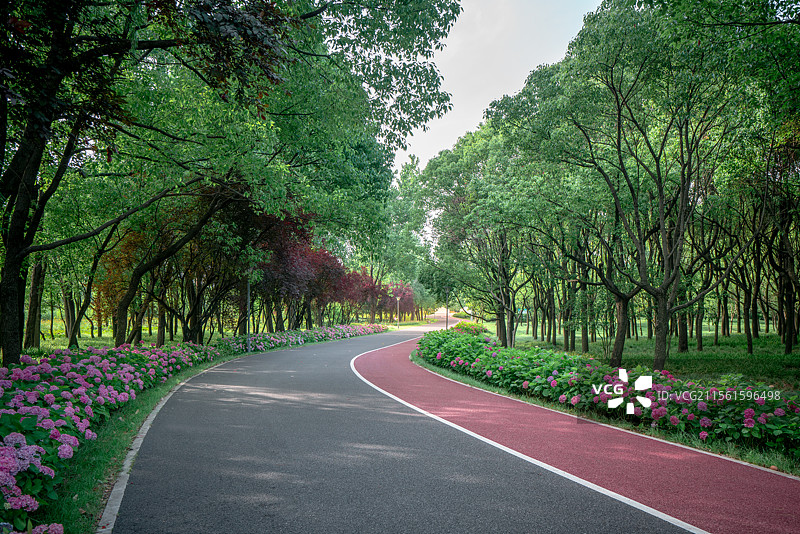 阳光树林鲜花和城市公园步行小路图片素材