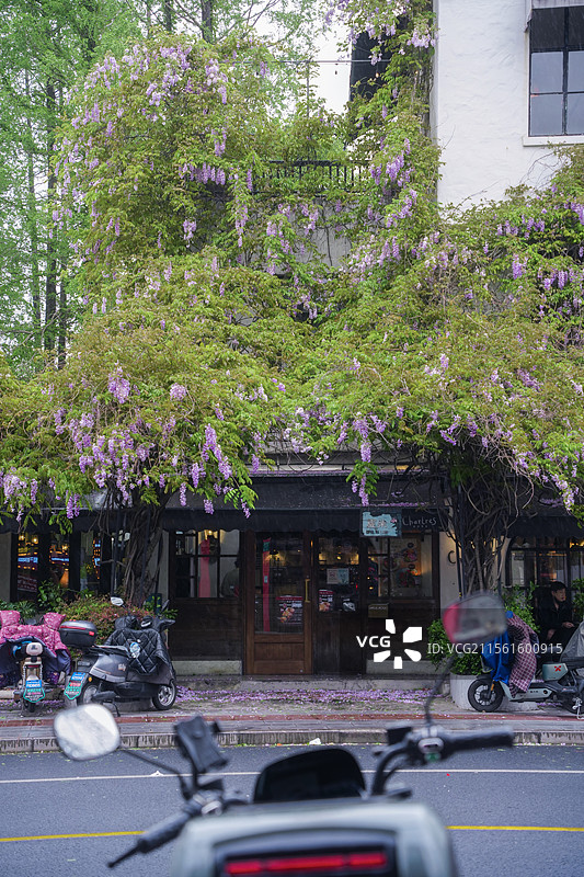 上海大学路政民路春季植物紫藤花瀑布图片素材