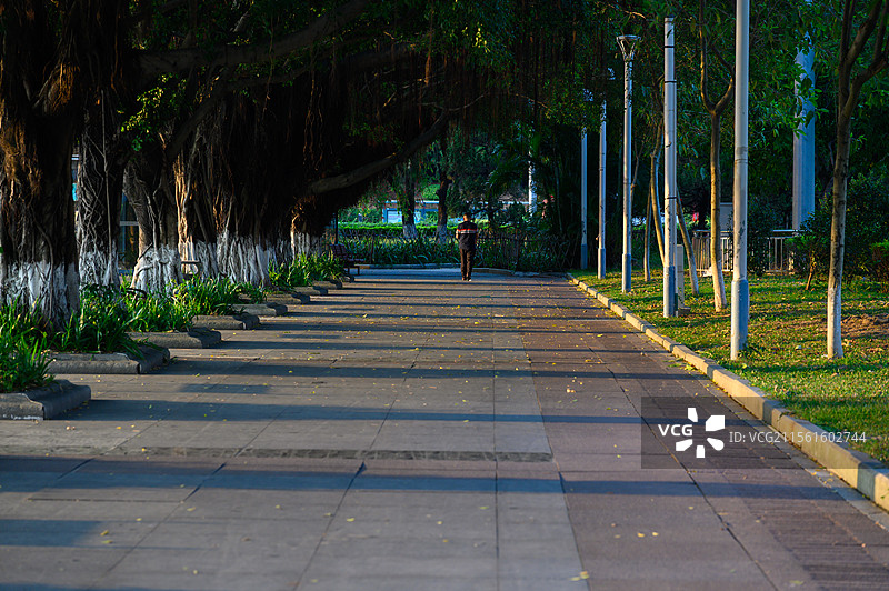 夕阳照射在广场榕树下的一个行人背影图片素材