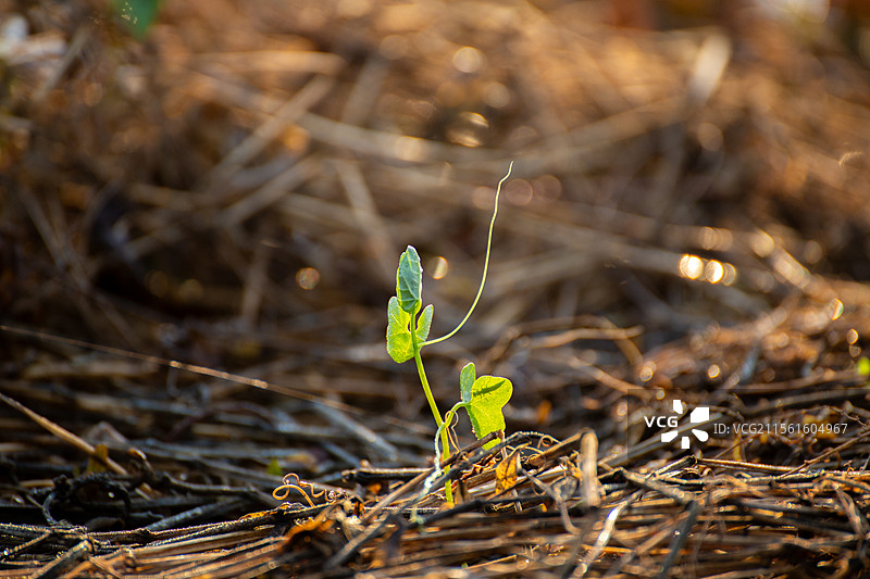 初春万物萌生嫩叶，绿叶，藤蔓植物，昆虫。图片素材