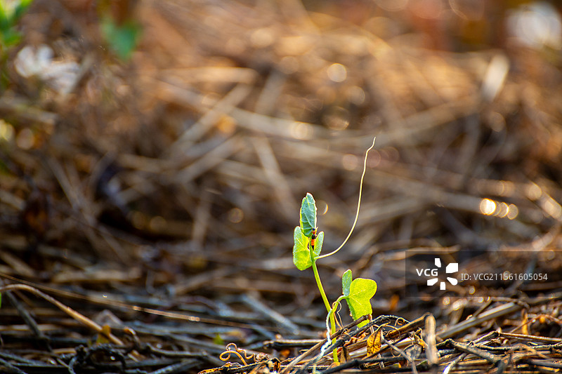 初春万物萌生嫩叶，绿叶，藤蔓植物，昆虫。图片素材
