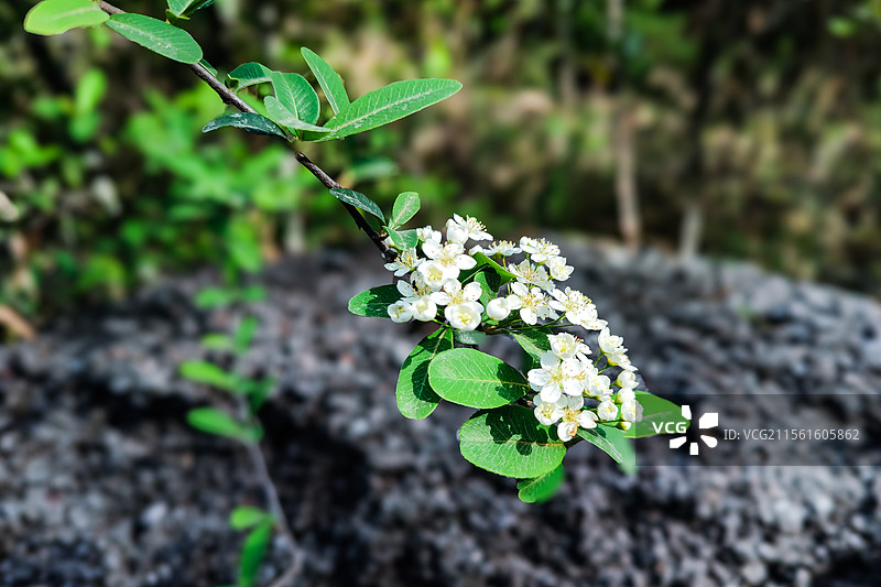 湖南长沙，火棘开花特写图片素材