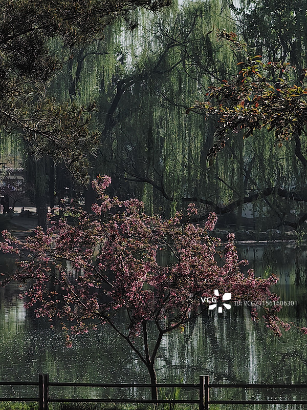 芳菲歇去何须恨夏木阴阴正可人——宋  秦观图片素材