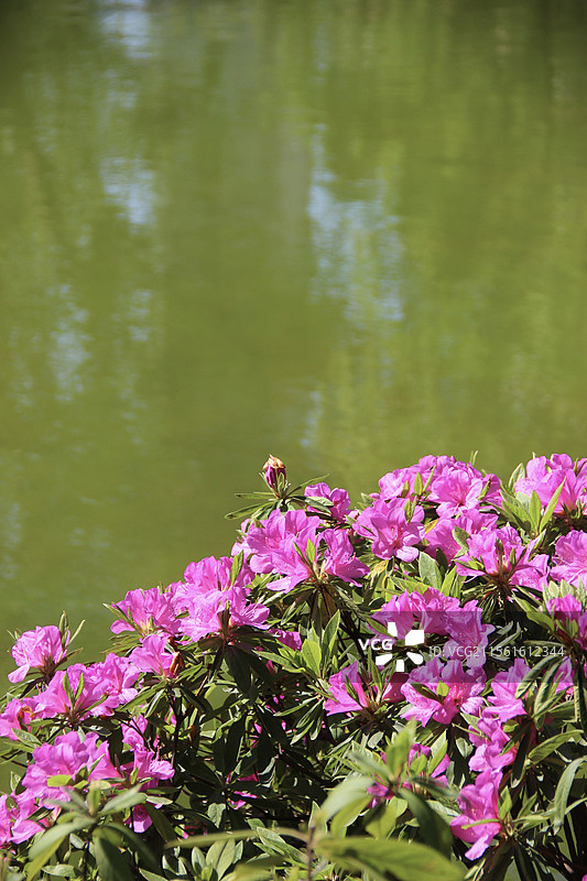春天湖边灿烂的杜鹃花图片素材
